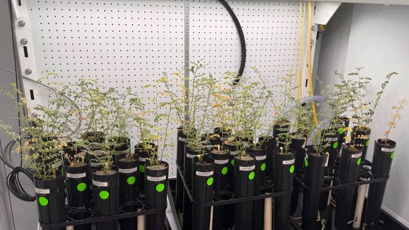 A tudósok fehérborsót termesztettek mesterséges holdtaliban, de nem mernek kipróbálni belőle leveset